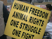 animal protection the history of the animal liberation front
