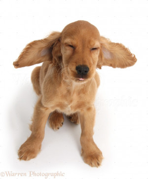 cocker spaniel funny