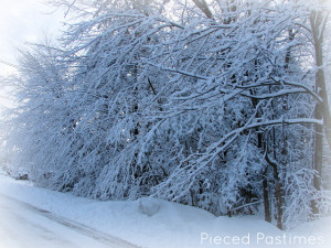 Snow laden trees greet you as you drive along our road.