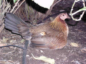 chick under mother hen s wing description mother hen with chicks02 jpg ...