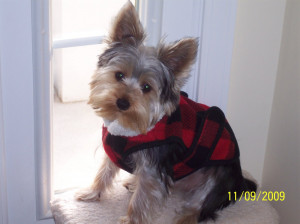Related Pictures everything top dog yorkshire terrier