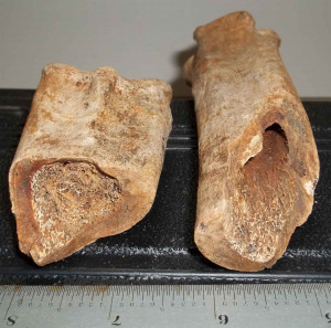 Gator Food? Leg Bone Identification Please?