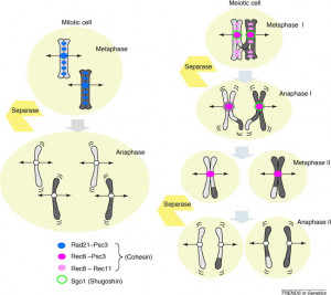 Homologous Chromosomes Vs Sister Chromatids First homologous