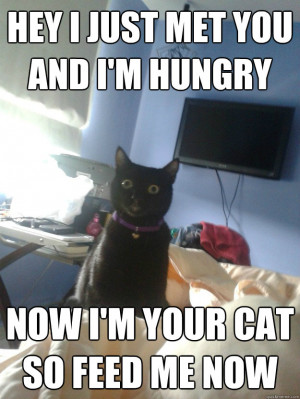 39 m Hungry Cat Meme