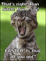 Funny-Cats-Quote-cats-32852528-92-120.gif