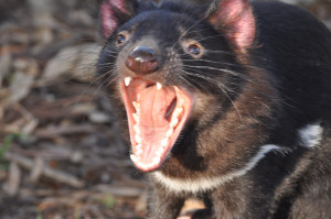 Animal - Tasmanian Devil Devil Wallpaper