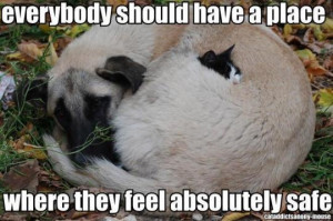 sleeping with a big dog: Cat, Safe Places, Safety, Friends, Dogs ...