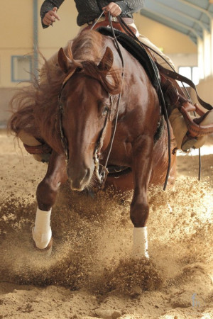 ... Horse stallion in action – western riding discipline 