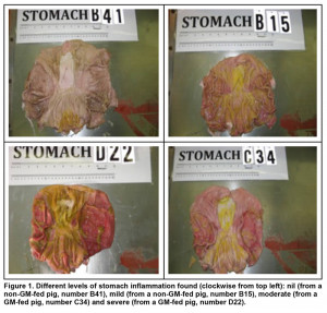 More bad science in the service of anti-GMO activism