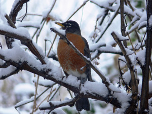 red breasted robin in snow