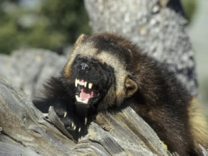 Female Wolverine vs Male American Badger