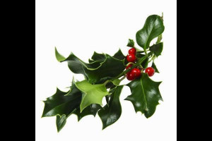 Sprigs of mistletoe hung