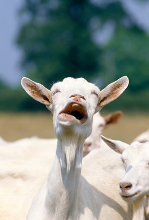 Thread: Kharn has painted stuff!