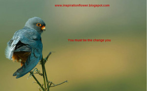 Beautiful Birds Wallpapers with Inspiration Quotes