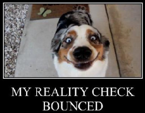 Related Pictures funny dog picture anger management