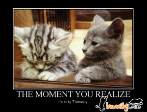 Its Only Tuesday Funny Quote