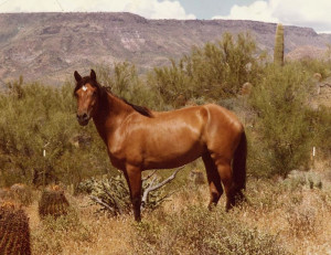 mustang horse pictures brown mustang horse pictures white mustang ...