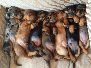 Wiener dog puppies!