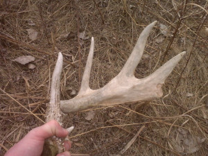 Whitetail Deer Hunting Quotes Whitetail deer hunting