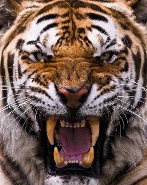 Big Cats Tiger