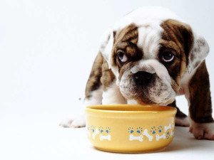 Dog Food & Diet Tips
