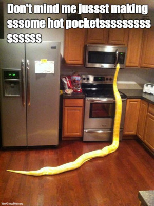 Don’t mind roommate snake…