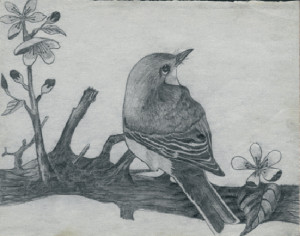 pencil art i have drawn this bird in 2002 when i was doing multimedia