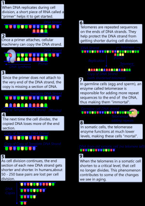 Telomeric differences