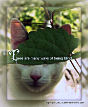 blind-cat-cat-wisdom-101-quote.jpg