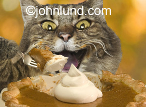 Funny Cat Pictures Thanksgiving