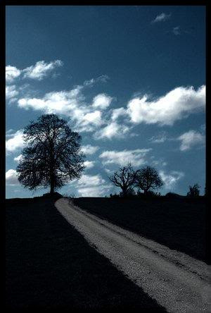 Over The Hedge Quotes Play