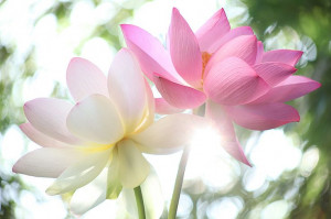 Lotus Flowers at Sun Rise by Bahman Farzad