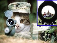 Sniper Cat - Funny pictures