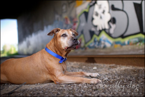 Fathers Day Baby Dog Shirts