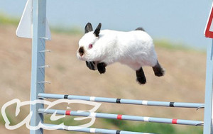 nylce-bunny-show-jumping.jpg