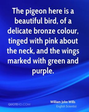 The pigeon here is a beautiful bird, of a delicate bronze colour ...