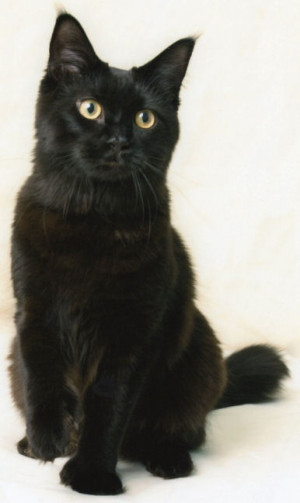 have a solid black female Maine Coon: