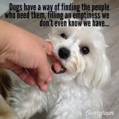 dogs who need them, but completely ignore or mistreat them. :( Dogs ...
