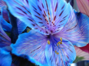 ... flower-2/][img]http://www.imgion.com/images/01/Bird-Wing-Flower-1.jpg