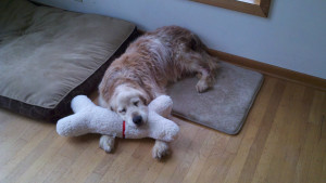 Golden Retriever Gif Funny Here's my 17-year old golden