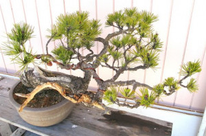 Black Pine Bonsai Tree