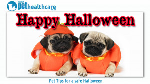 Pet Safety Tips For Halloween