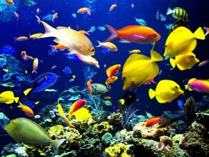 Image Source Page: http://www.wallpaperden.com/coral-reef.shtml