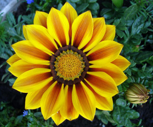 Back > Gallery For > Line Symmetry In Nature