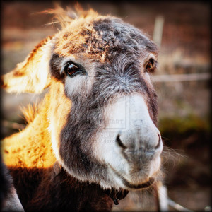 cute donkey pics funny 8 cute donkey pics funny 10