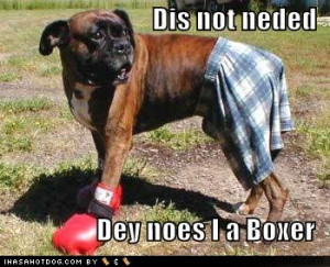 Funny Boxer dogs pictures