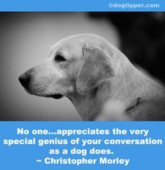 ... why we all talk to our dogs so much more photos canine dogs quotes