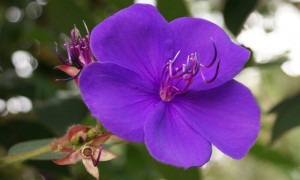 Related Pictures life is the flower quotes wall stickers decals ...