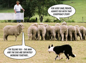 Funny photos funny sheep dog conspiracy