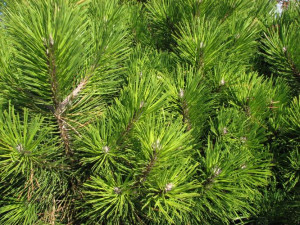 austrian pine trees
